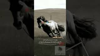 اقوى مشهد رح تشوفه عن الخيول مع الصهيل | حالات واتس اب