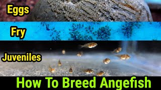 Angelfish Breeding At Home | Angel Fry Growth Stages Day 1 To Day 15