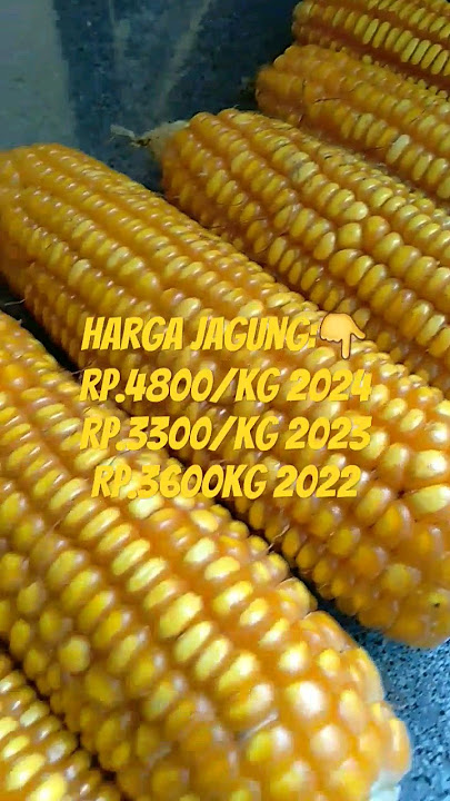perbandingan harga jagung sekarang dan tahun kemarin #shortvideo #happyasmara #dangdutkoplo #storywa