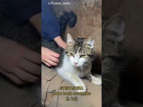 How cats are