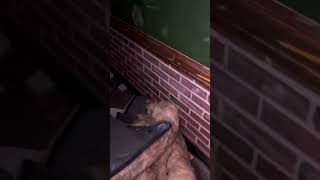 Exploring An Abandoned Elementary School (Gone Wrong)