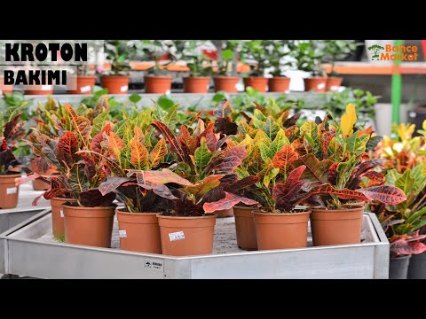 Kroton Çiçeğinin Bakımı // İBBI BAHÇE ( GARDEN )  MARKET ÇİÇEK BAKIMI