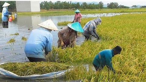 cảnh nông dân cắt lúa bị ngập nước tiến 35K giá lúa bán được 3000₫K # mientaytv 