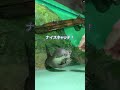 カワウソとアザラシの給餌シーン@しながわ水族館