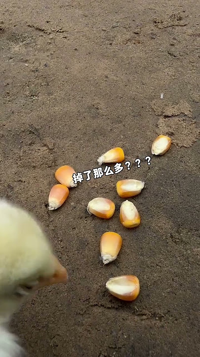 There were only a few kernels left in two big baskets of corn. Next time I grab you like this, I'll