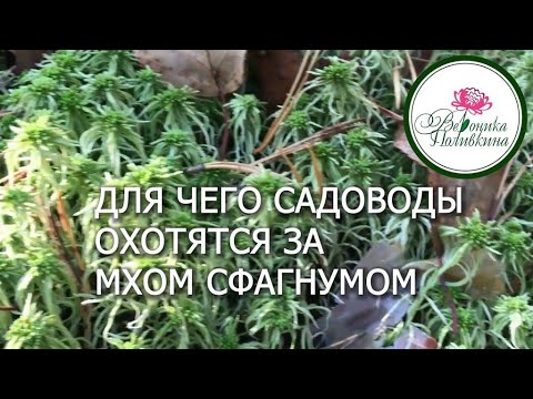 МОХ СФАГНУМ В ПОМОЩЬ САДОВОДАМ