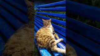 Radio Lo-Fi Chill Cat #Lofi #Chill #Cat
