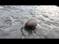 Periwinkle moving along a rock