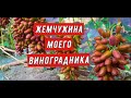 Сорт Красотка Жемчужина моего виноградника