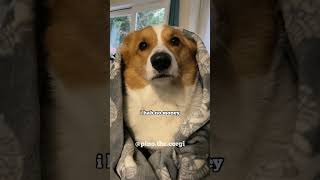 Cute corgi pays no rent