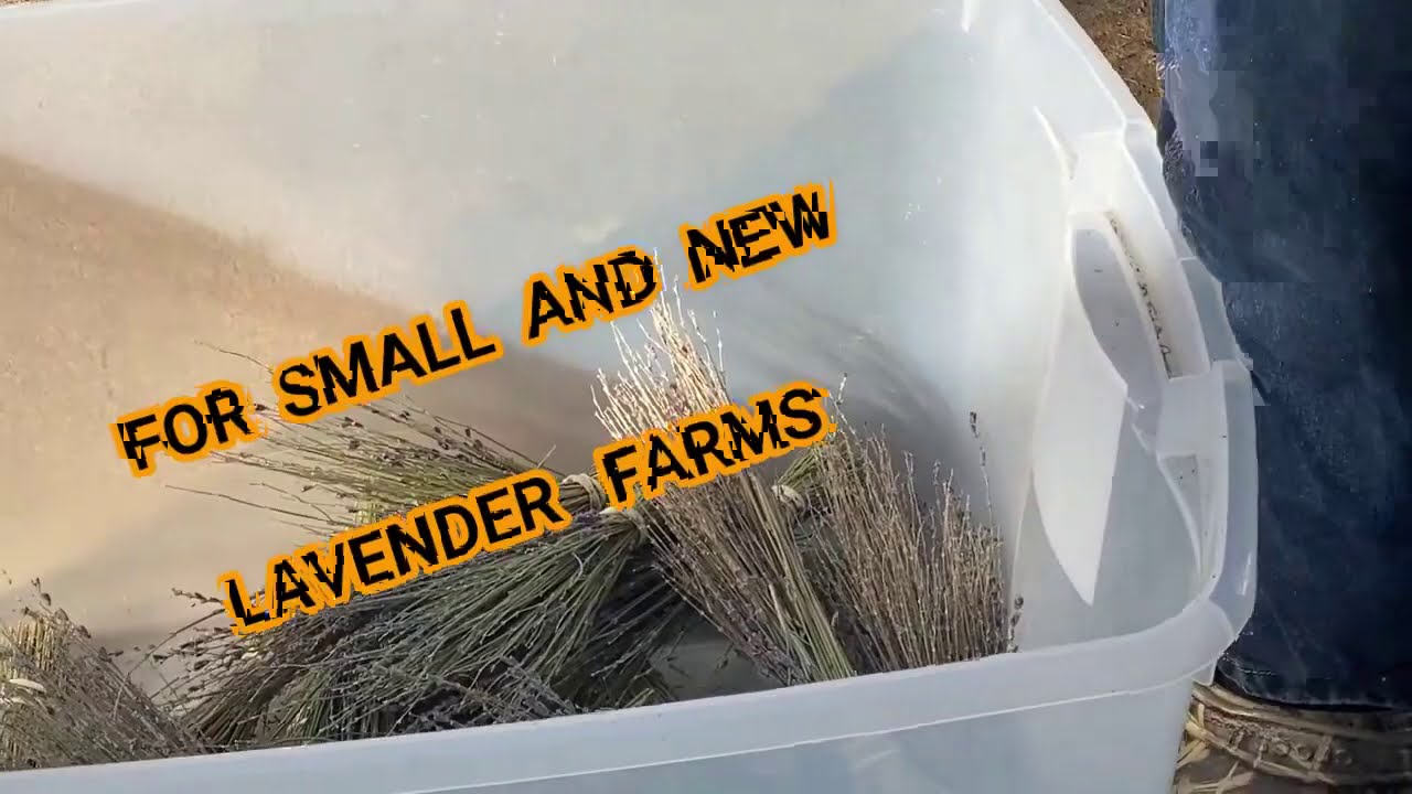 SMALL BESEL LAVENDER PROCESSOR  DE BUDDING