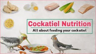 Cockatiel diet | Safe and unsafe food for your cockatiel l Best cockatiel bird food | cockatiel food