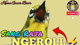 Pleci Ngerol Gacor merangsang rajin bunyi & jadi lebih ngotot