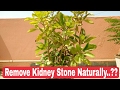 Patharchatta for stone, How to remove Kidney stone Naturally, patharchatta  plant, leaf of life