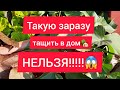 СУПЕР мощная обработка растений перед зимой!!!🍀👍