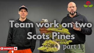 Team work on two Scots Pines part 1