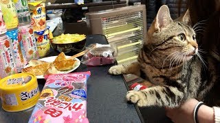 さりげなく妹のおつまみチェックをしに来てしまった猫ｗ