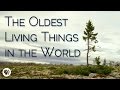 The Oldest Living Things In The World