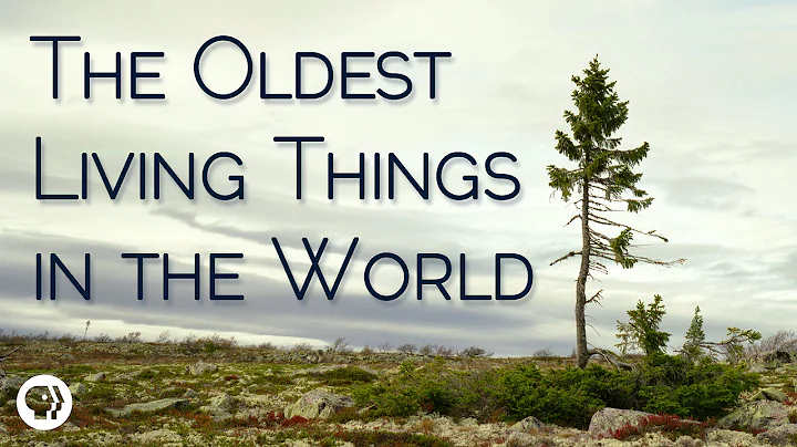 The Oldest Living Things In The World - DayDayNews