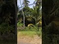 cool #music #song #travel #coolclimate #shorts