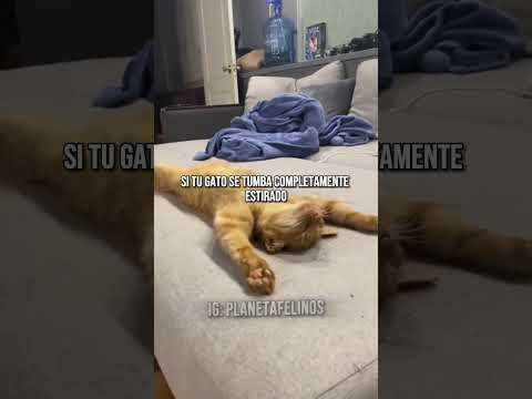 El significado de