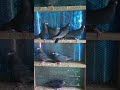 Brooklyn Pigeon Auction 🕊️