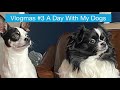 Vlogmas #3 A Day In My Life With My Dogs Elsie &amp; Teddy