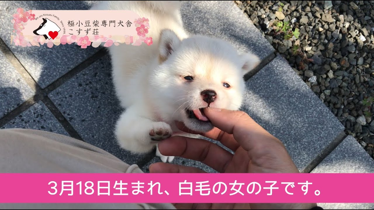 極小豆柴専門犬舎こすず荘 極小豆柴を専門に扱うブリーダーです 豆柴ブリーダー 極小豆柴専門犬舎 こすず荘です 小さくてかわいい 優良血統の豆柴 がいっぱい