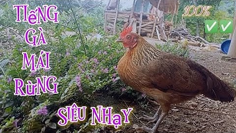 Tiếng gà rừng mái kích bổi Nhạy Nhất 2024✓✓ || Poj qaib seev zoo dib tuaj 💯%✓✓