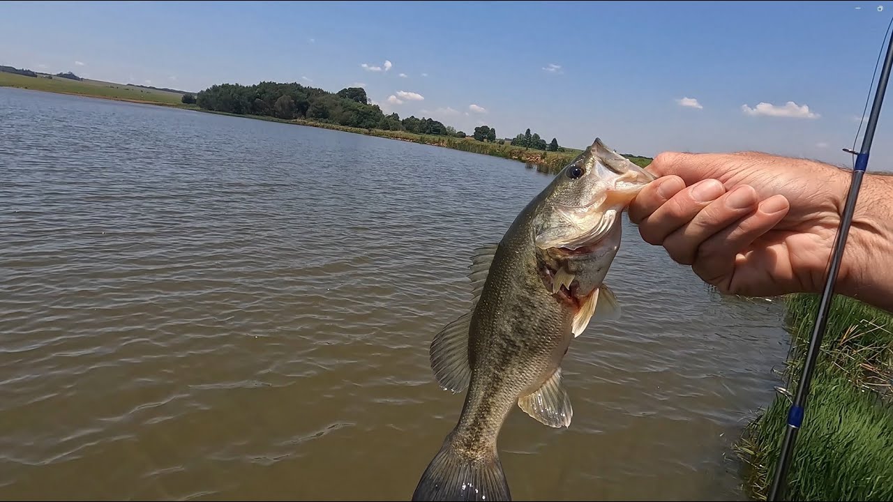 Bass fishing in Belfast 3