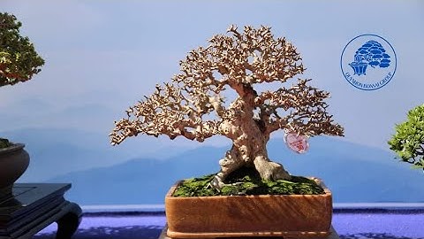 Triển lãm hội SVC Quy Nhơn Bình Định năm 2023