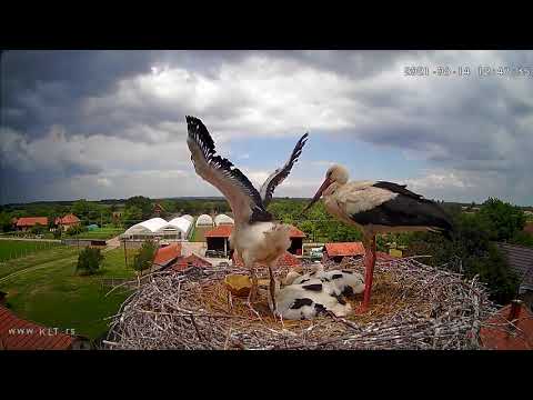 Stork baby's first step, online streaming: www.KLT.rs/live