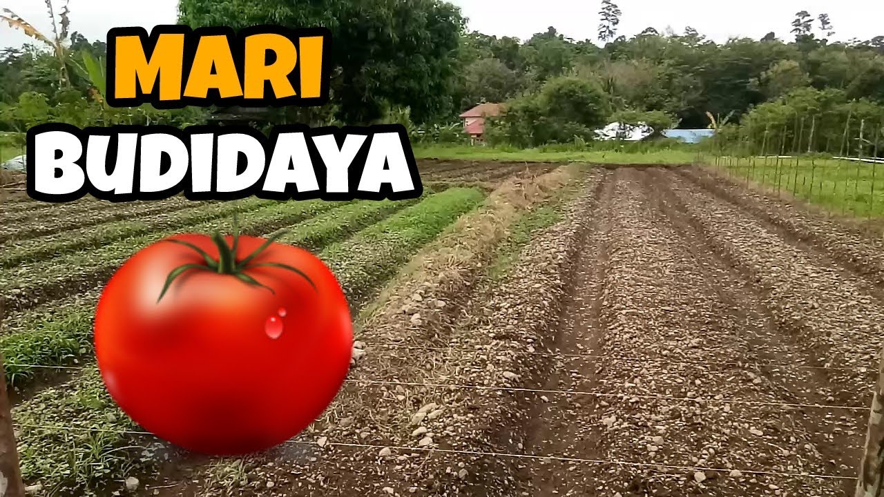Beberapa hal yang harus dilakukan sebelum menanam Tomat ‼️ 
