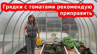 Что сажать с помидорами, а что опасный сосед для томата