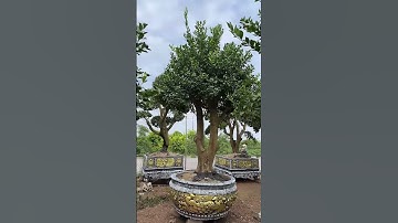 Nghề Làm Quất Cảnh Tết