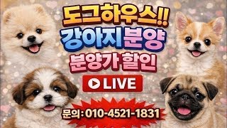강아지분양💝거품가 없이 분양💝실시간 라이브 상담💝#강아지분양 #강아지입양 #강아지 #dog #추천 #live