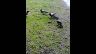 Крыса против Кота и Четырёх ворон Часть 1(Rat vs Cat and Four Crows Part 1) Крыса против Кота и Четырёх ворон Часть 1(Rat vs Cat and Four Crows Part 1)
