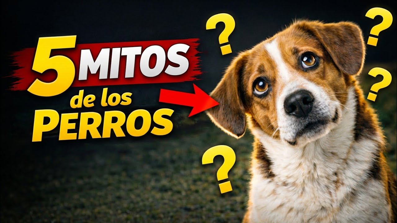 Esto Es Lo Que Tú Perro Realmente Quiere Decir| Mito #3