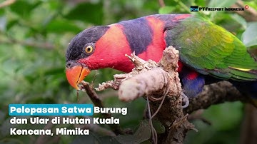 Pelepasliaran Satwa Burung dan Ular di Hutan Kuala Kencana, Mimika