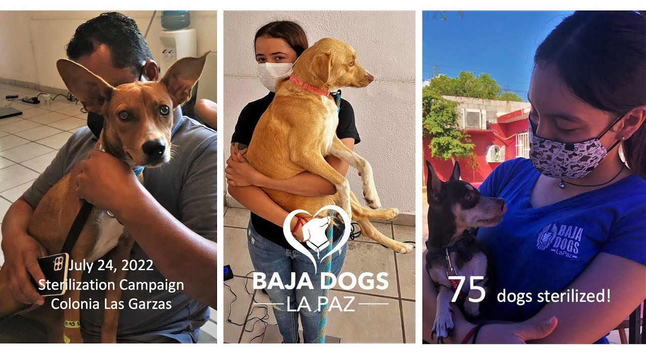 75 Pets Sterilized in July 24 Campaign