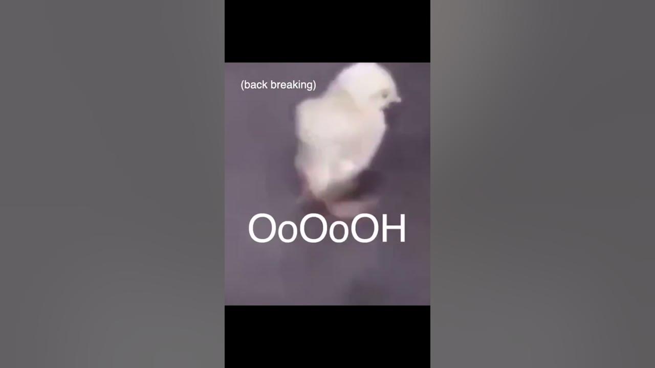 Back cracking Chicken cute animal videos tik tok shorts YouTube