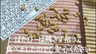 【咀嚼音注意】バタピー食べてみた