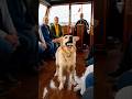 When Animals Save Us#dogs #rescuedog #dogwarning #animalrescue #doghero
