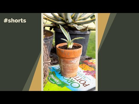 Video: Odla agaveplanta inomhus: Hur man håller agave i kruk i huset