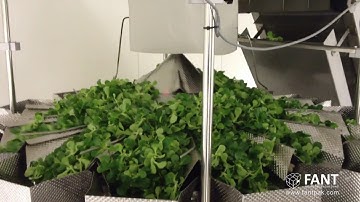 Salad Multi-head Combination Weigher Vegetable Weighing Packing Machine