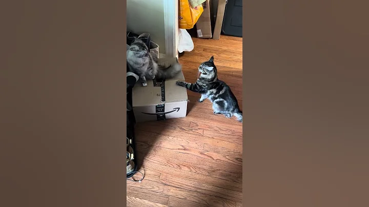 Watch the video about Cat Fight Alert! Maine Coon cat Althea verse Willie Nelson.#shorts #funny #cat @crazycoons