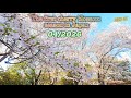 4K60 [Taking a walk in the park, admiring the cherry blossoms in full bloom] 2026 Chiba, Japan
