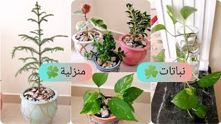 نباتات الزينة المنزليةPlantes D'intérieurأنواع جميلة تلطف الجو وتطبيق يعطيك تفاصيل كل نبتة