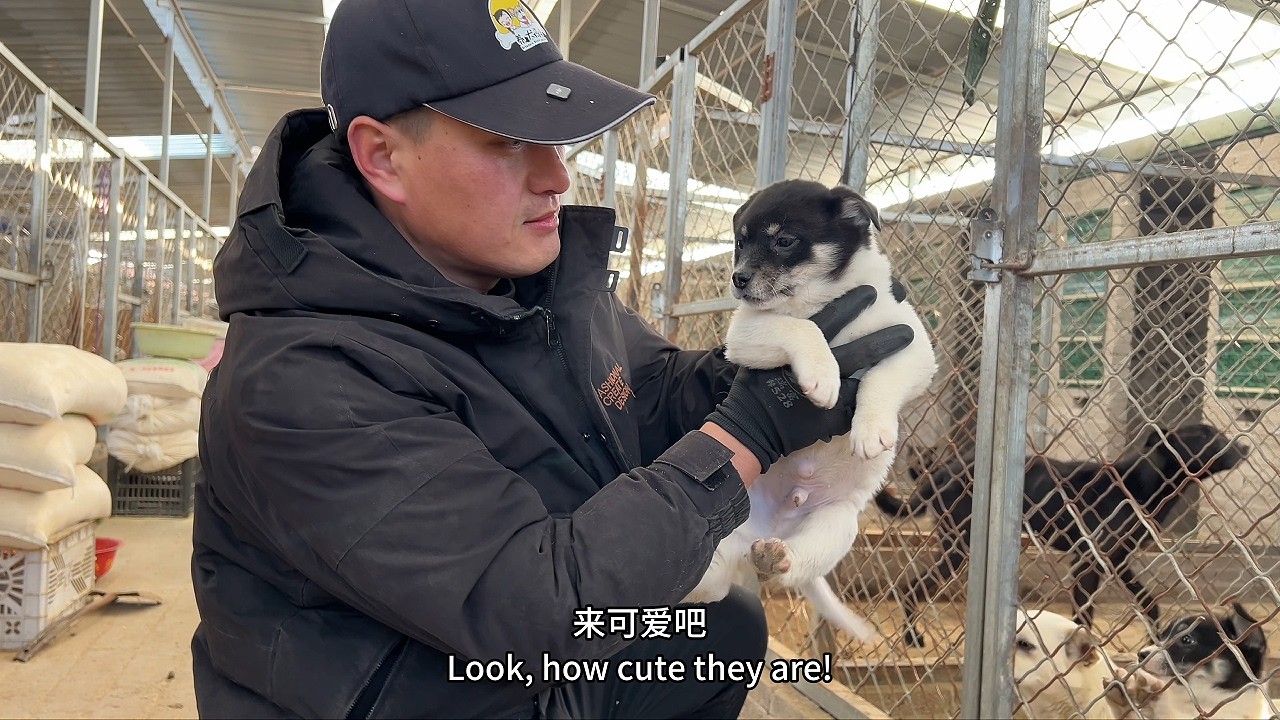 不管怎样，能填饱肚子，救助小院的狗子们也算是过节了吧！\Stray dogs have enough food during the Spring Festival