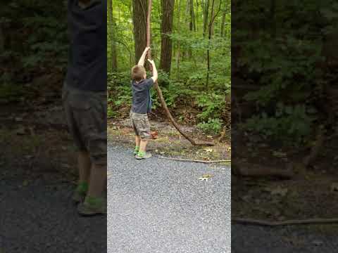 Tarzan Vine fun